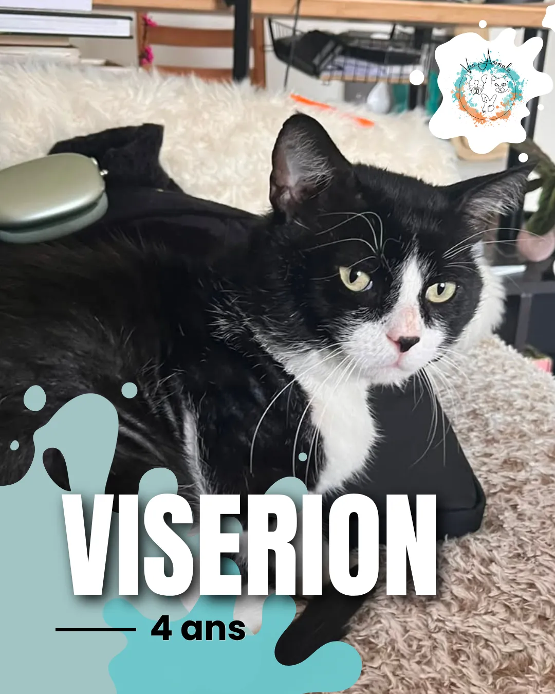 Viserion, à l'adoption