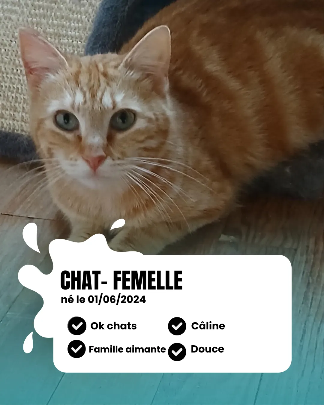 Clochette,  — photo 2