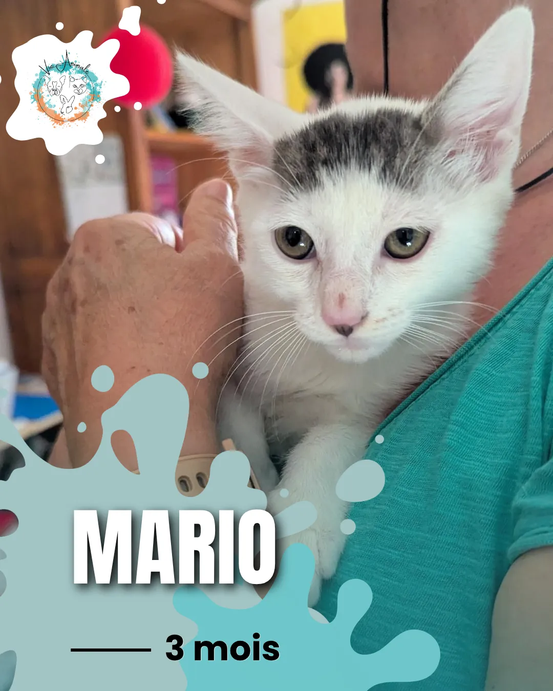 Mario, à l'adoption
