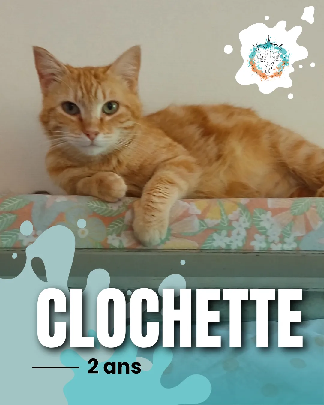 Clochette, à l'adoption