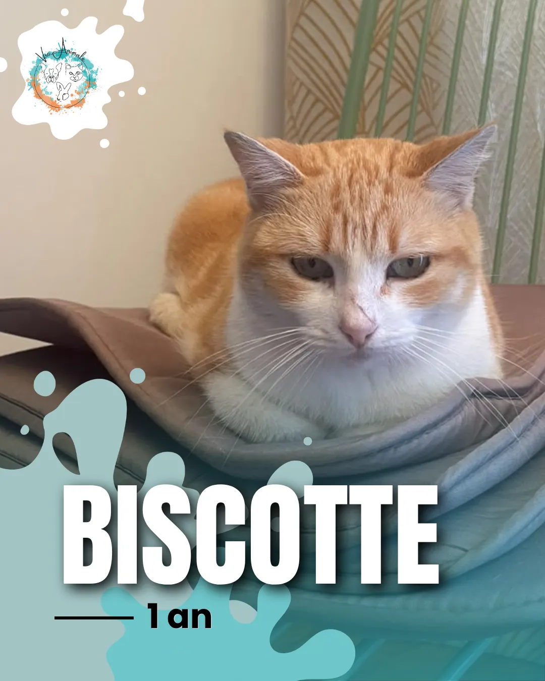 Biscotte, à l'adoption