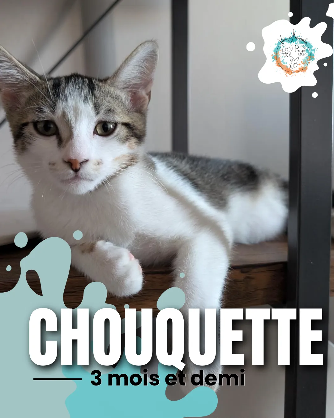Chouquette,