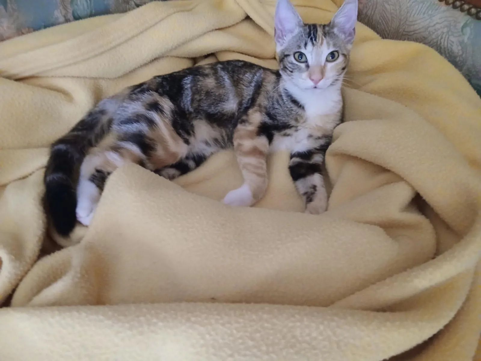 EMMY,  — photo 3
