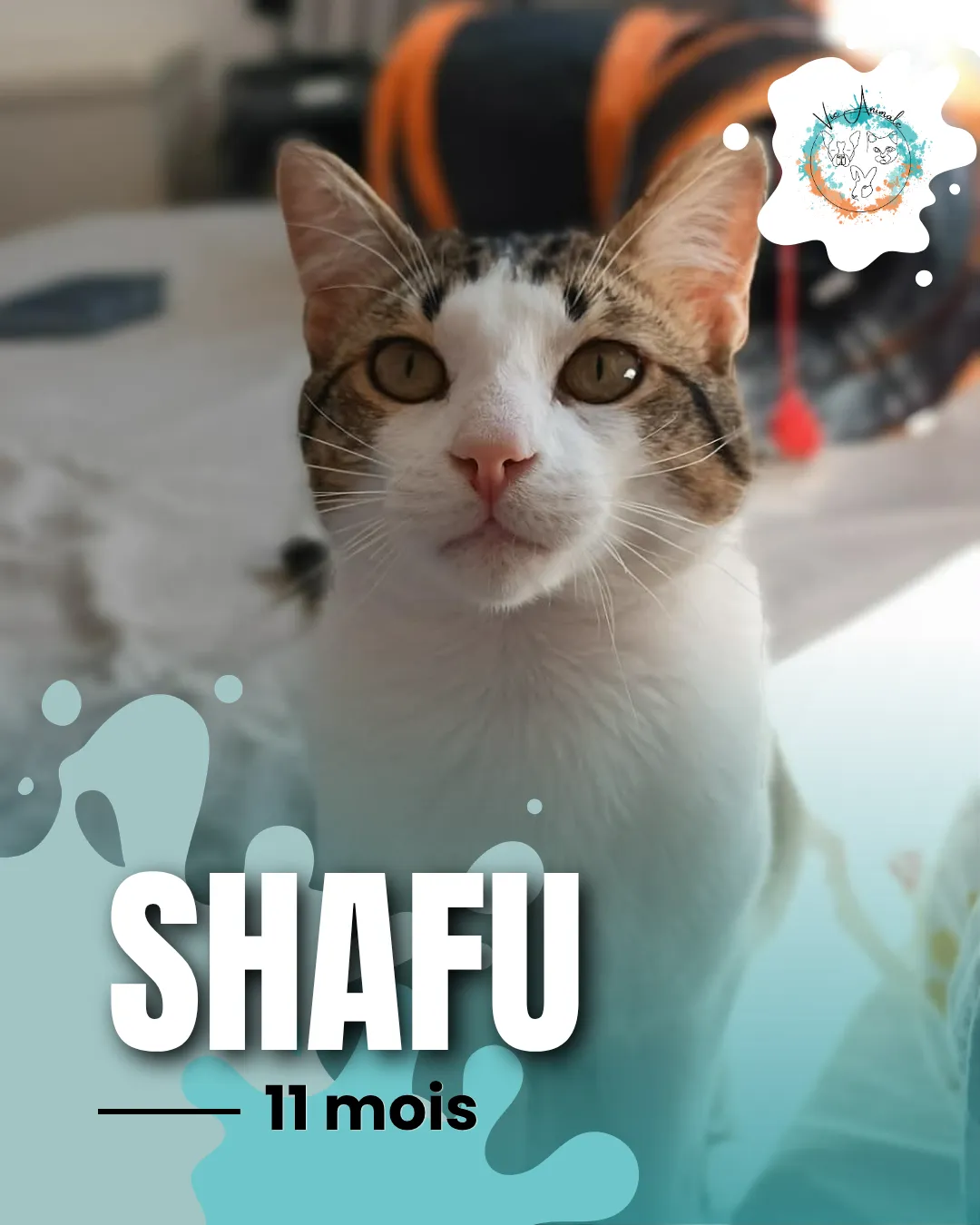 SHAFU,